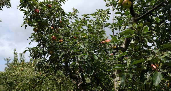 apples-autumn-good-hemp